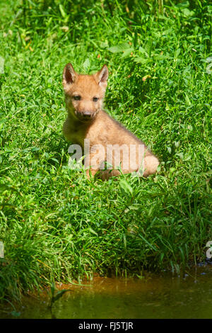 European gray wolf (Canis lupus lupus), a wolf cub sitting on the waterfront, Germany, Bavaria Stock Photo