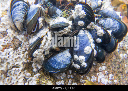 blue mussel, bay mussel, common mussel, common blue mussel (Mytilus edulis), Blue Mussels and Barnacles, Norway, Troms, Sandnesshamn, Katttfjorden Stock Photo
