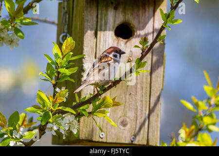 Eurasian tree sparrow (Passer montanus), at nesting box, Germany, Mecklenburg-Western Pomerania Stock Photo