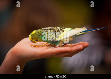 budgerigar, budgie, parakeet (Melopsittacus undulatus), gentle budgie sitting on a hand and feeding, side view Stock Photo