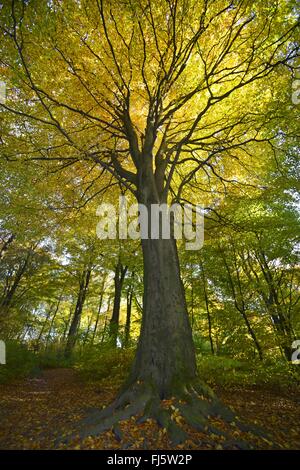 common beech (Fagus sylvatica), old pasture tree in a forest, Germany, Bergisches Land, Kaiserhoehe Stock Photo