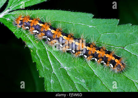 Jersey tiger, Russian tiger (Euplagia quadripunctaria, Callimorpha quadripunctaria, Phalaena quadripunctaria), caterpillar, Germany Stock Photo