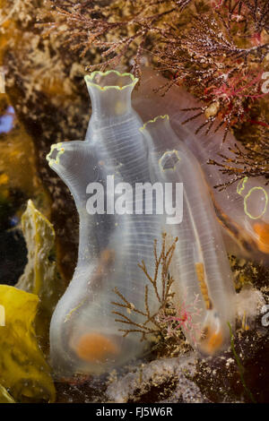 sea vase, vase tunicate, yellow sea squirt (Ciona intestinalis), colony Stock Photo