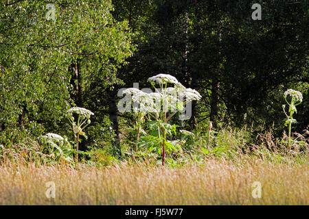 Giant hogweed (Heracleum mantegazzianum), blooming in a meadow, Germany Stock Photo