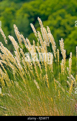 hairy melick (Melica ciliata), blooming, Germany Stock Photo