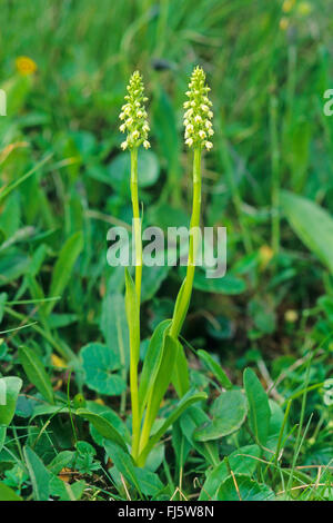 Small-white orchid (Pseudorchis albida, Leucorchis albida), blooming, Germany Stock Photo