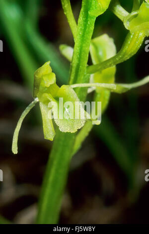 Fen orchid (Liparis loeselii), flower, Germany Stock Photo