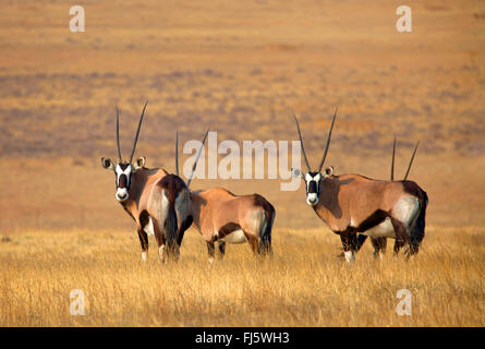 gemsbock, beisa (Oryx gazella), four gemsbocks in savannah, South Africa Stock Photo