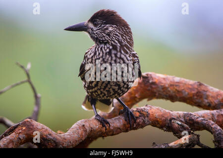 spotted nutcracker (Nucifraga caryocatactes), sits on a branch in forest, Norway, Trondheim Stock Photo