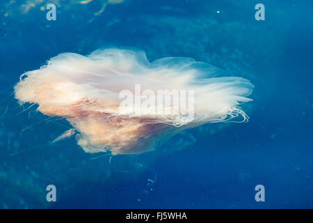 lion's mane, giant jellyfish, hairy stinger, sea blubber, sea nettle, pink jellyfish (Cyanea capillata), Hair Jellyfish with fishes, Norway, Troms Stock Photo