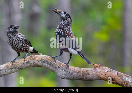 spotted nutcracker (Nucifraga caryocatactes), two spotted nutcrackers on a branch on the feed, Norway, Trondheim Stock Photo