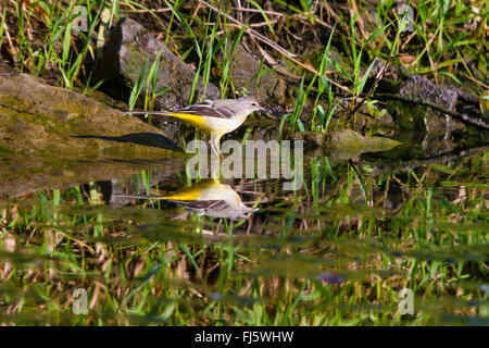 grey wagtail (Motacilla cinerea), on the feed, mirroring on water surface, Switzerland, Lake Constance Stock Photo