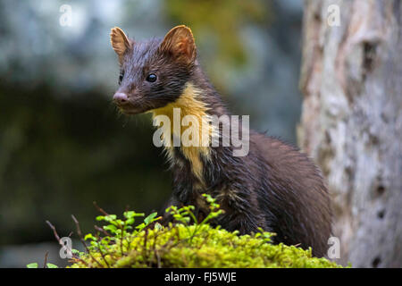 European pine marten (Martes martes), on the feed in forest, Norway, Trondheim Stock Photo