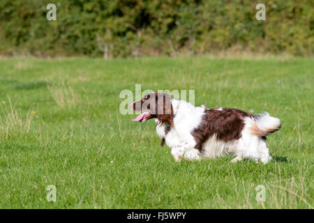 English springer spaniel dog (Canis lupus familiaris) running through long grass in field Stock Photo