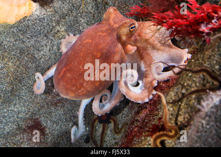 Curled octopus, lesser octopus, horned octopus (Eledone cirrhosa, Ozeana cirrosa), on a stone Stock Photo