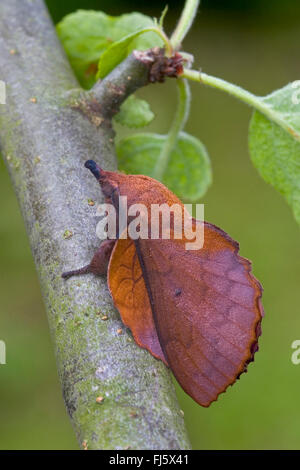 lappet (Gastropacha quercifolia, Phalaena quercifolia), on a twig, Germany Stock Photo