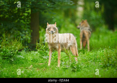 European gray wolf (Canis lupus lupus), two wolves in a meadow in a forest, Germany, Bavaria Stock Photo