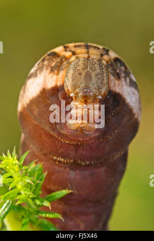 Small elephant hawkmoth, Small elephant hawk-moth (Deilephila porcellus, Pergesa porcellus), caterpillar feeds on bedstraw, Germany Stock Photo