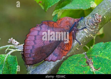 lappet (Gastropacha quercifolia, Phalaena quercifolia), on a twig, Germany Stock Photo