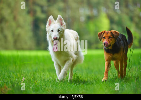 Berger Blanc Suisse (Canis lupus f. familiaris), Berger Blanc Suisse walking with a mixed breed dog in a meadow, Germany Stock Photo
