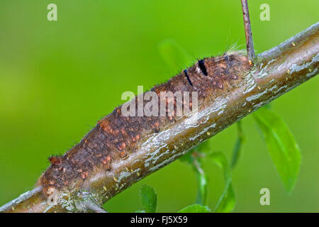 lappet (Gastropacha quercifolia, Phalaena quercifolia), caterpillar on a twig, Germany Stock Photo