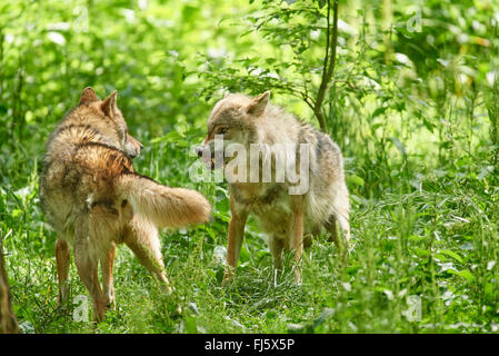 European gray wolf (Canis lupus lupus), two wolves threatening on high grass, Germany, Bavaria Stock Photo