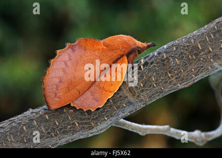 lappet (Gastropacha quercifolia, Phalaena quercifolia), on a twig, Germany Stock Photo