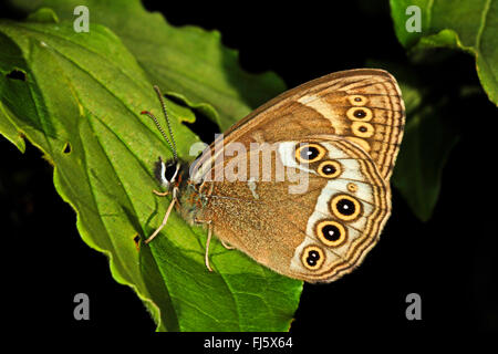 Woodland brown (Lopinga achine), sits on a leaf, Germany Stock Photo