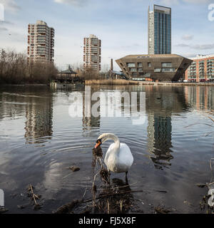 London, UK. 29th February, 2016. Swan nest building begins on Canada Water pond Credit:  Guy Corbishley/Alamy Live News Stock Photo