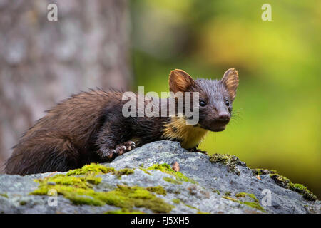 European pine marten (Martes martes), sits on a rock, Norway, Trondheim Stock Photo