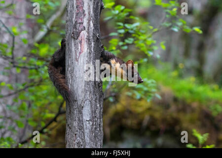 European pine marten (Martes martes), clims on a tree in forest, Norway, Trondheim Stock Photo