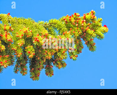 Norway spruce (Picea abies), branch with blooming cones, Norway, Troms Stock Photo