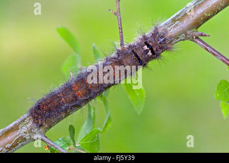 lappet (Gastropacha quercifolia, Phalaena quercifolia), caterpillar on a twig, Germany Stock Photo