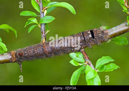 lappet (Gastropacha quercifolia, Phalaena quercifolia), caterpillar on a twig, Germany Stock Photo