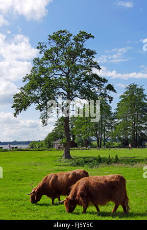 Scottish Highland Cattle, Kyloe (Bos primigenius f. taurus), two highland cattles on a pasture, Zwischenahner Meer, Germany, Lower Saxony, Ammerland, Bad Zwischenahn Stock Photo