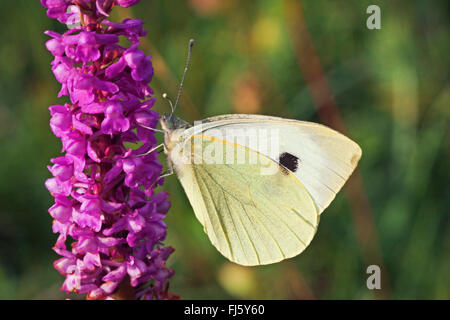 large white (Pieris brassicae), at an inflorescence of fragrant orchid, Gymnadenia conopsea, Germany Stock Photo