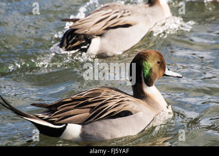 Northern Pintail, Anas acuta on the widlfowl lake at Grange over Sands, Cumbria, UK. Stock Photo