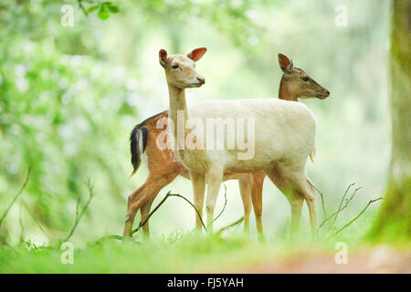 fallow deer (Dama dama, Cervus dama), at a clearing, Germany, Bavaria Stock Photo