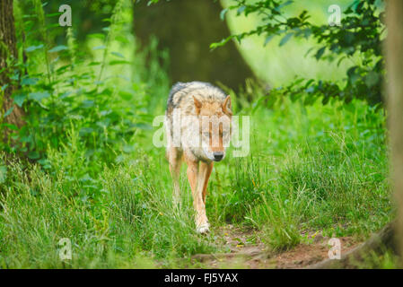 European gray wolf (Canis lupus lupus), wolf stalking through grass, Germany, Bavaria Stock Photo