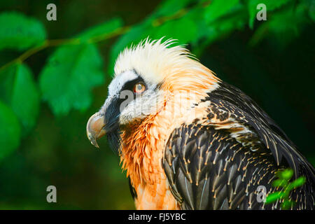 Lammergeier, Bearded Vulture (Gypaetus barbatus), portrait Stock Photo