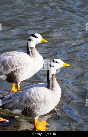 Bar Headed Goose, Anser indicus on the widlfowl lake at Grange over Sands, Cumbria, UK. Stock Photo