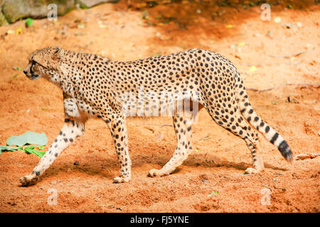 cheetah (Acinonyx jubatus), in outdoor enclosure Stock Photo