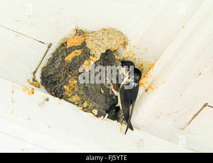 common house martin (Delichon urbica), House Martins at nest, Germany Stock Photo