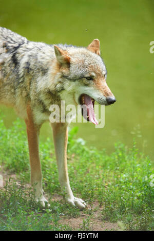 European gray wolf (Canis lupus lupus), half-length portrait of a yawning wolf on the waterfront, Germany, Bavaria Stock Photo