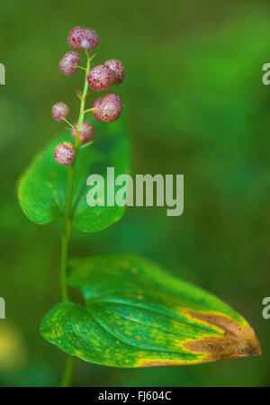 may lily (Maianthemum bifolium), fruits, Germany, Bavaria, Oberbayern, Upper Bavaria Stock Photo