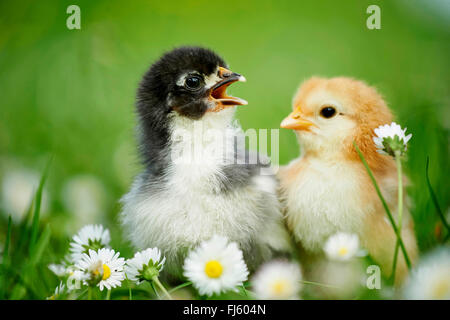 domestic fowl (Gallus gallus f. domestica), two chicks in a meadow with lawn daisies, Germany Stock Photo
