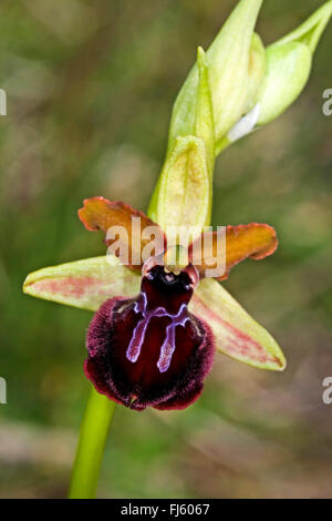 Monte Gargano ophrys (Ophrys garganica, Ophrys passionis ssp. garganica, Ophrys sphegodes ssp. garganica), flower, Italy Stock Photo