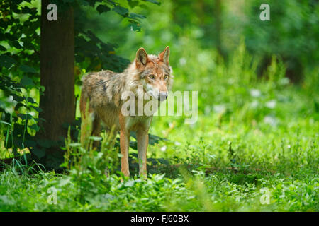 European gray wolf (Canis lupus lupus), standing in a forest clearing, Germany, Bavaria Stock Photo