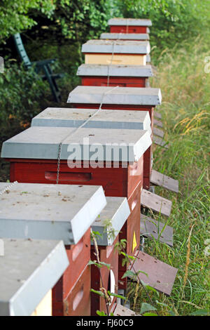 honey bee, hive bee (Apis mellifera mellifera), boxes at the forest edge, Germany Stock Photo