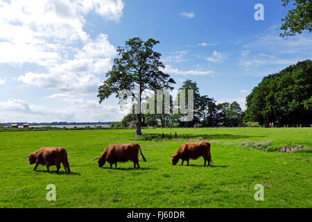 Scottish Highland Cattle, Kyloe (Bos primigenius f. taurus), three highland cattles on a pasture, Zwischenahner Meer, Germany, Lower Saxony, Ammerland, Bad Zwischenahn Stock Photo